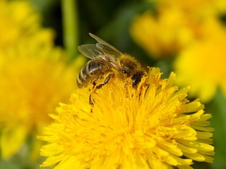 Bee pollinating dandelion in spring