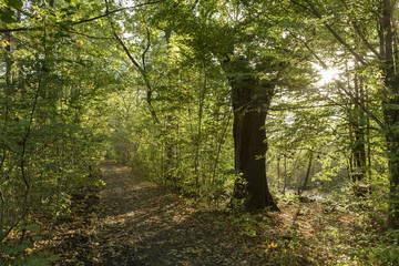 waldweg im gegenlicht