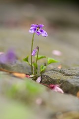 Duftveilchen
