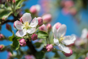 Fototapeta na wymiar Apple flower, summer / spring flower photo