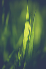 Summer meadow with green grass, close up grass with sun light