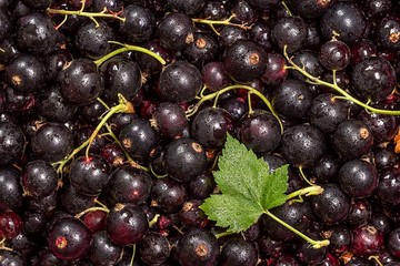 Currant black background with green leaf