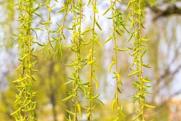 Young leaves of willow tree © milosz_g
