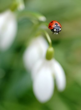 Seven spotted ladybird sits on white snowdrop.   