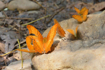 Butterfly  colorfof forests 