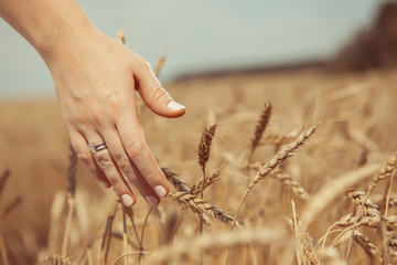 Woman's hand is touching a wheat. Rural background.