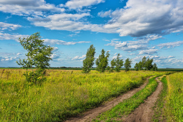 trees in the middle of the green field on a background of blue sky with clouds