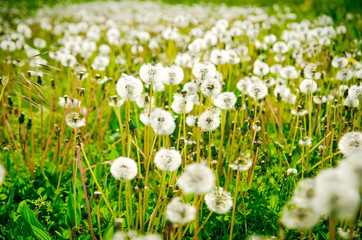 Summer field of dandelions flowers. White dandelions on a green meadow in Spring
