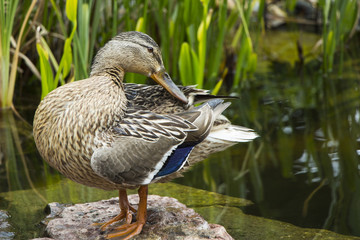 Female duck on a rock washed by the water in the pond near the green grass