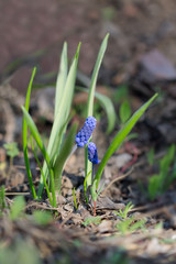 closeup Muscari (grape hyacinth, Muscari neglectum) in the garden