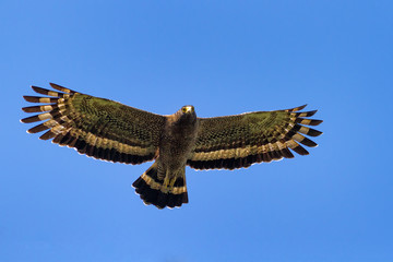 Crested serpent-eagle(Spilornis cheela) standing in nature at Taiwan