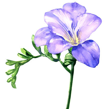 Delicate lilac freesia flower blossom, isolated on white, watercolor illustration