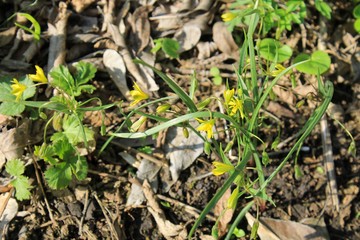 Yellow Star-Of-Bethlehem (Gagea lutea) 