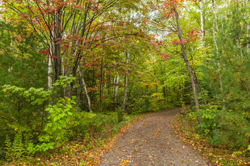 country road through maple forest