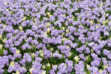 field with tulips and crocuses
