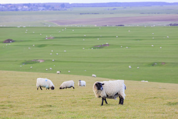 Many sheeps on the farm