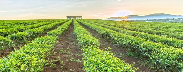 Tea plantations panoramic hill Plateau with rows untouched tea straight away house pulled collective, sun rising from summit welcomed new day on beautiful bazan this red lands 