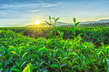 Fototapeta premium Early sun on a tea plantation with young tea leaves reaching their early dew, sun radiating rays distance to greet new day on the plateau in Vietnam