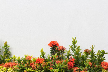 Fototapeta na wymiar Red spike flowers on white background