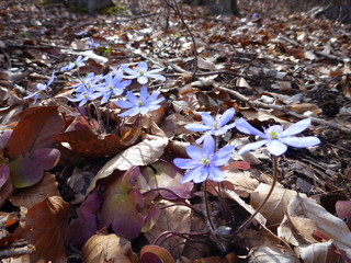 spring violet flower in old leaves