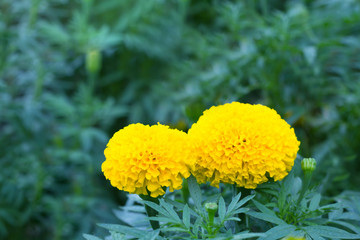 Asia Marigolds flower in the garden