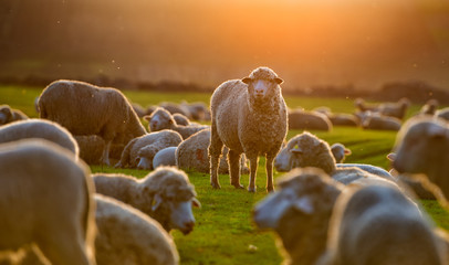 Fototapeta premium Stado owiec o zachodzie słońca