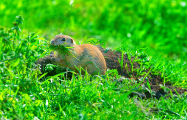 prairie dog on field in summer eating grass