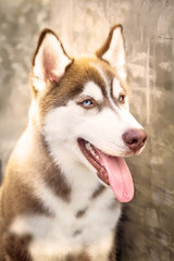 Close up  head shot a dog of Siberian Husky it have brown hair a