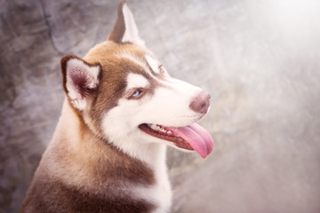 Close up  head shot a dog of Siberian Husky it have brown hair a