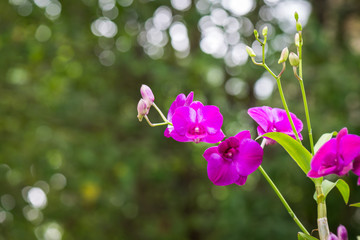 Purple orchid in nature