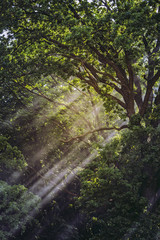 Sun rays through branches