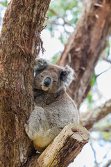 Wild koala at Great Otway National Park in Australia