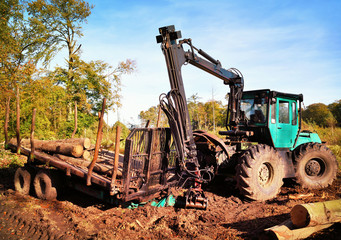 tractor in an autumn forest. Lumber Industry machine with pile of wood.