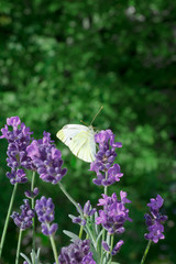 butterfly lavender copy space background