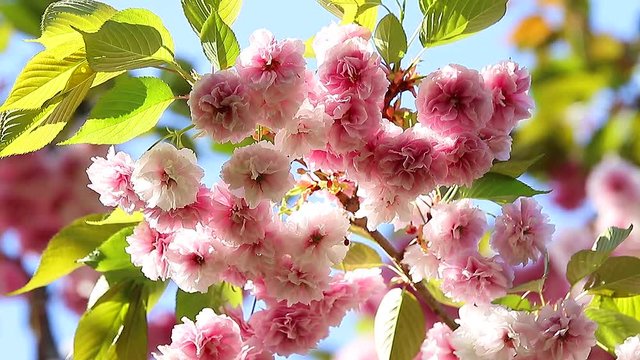 Prunus Serrulata Flowers mooved by the wind