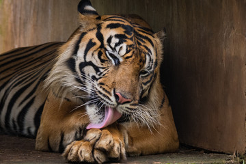 Sumatran Tiger Grooming