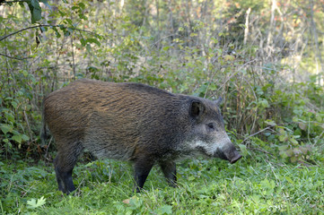 wild pig searching for food