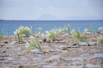 sea daffodils (Pancratium maritimum) on the sand beach on Turkish Mediterranean coast  Palamutbuku, Datca peninsula, Turkey