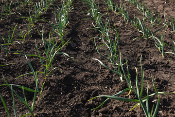 Spring garlic sprouts