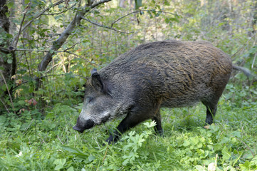 wild pig searching for food