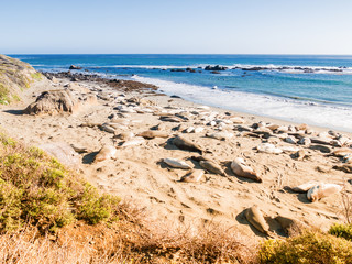 Fototapeta na wymiar Big Sur in California, USA