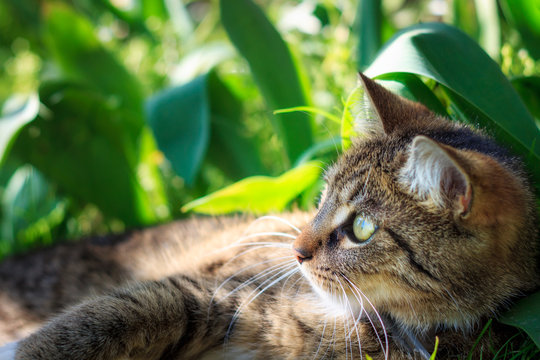 Cat lying in grass