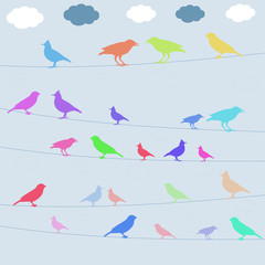 birds colored