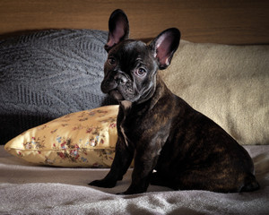 The dog on the bed. Dog black french bulldog puppy. Lots of pillows