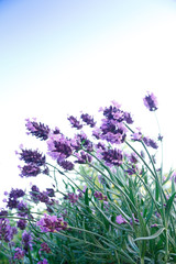 blooming lavender flowers blue sky