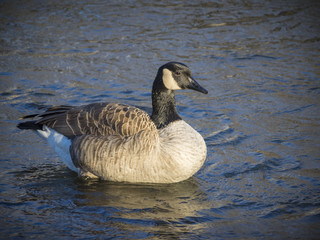 Canada goose