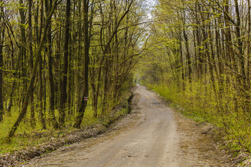 Hiking trail in a beautiful hornbeam forest