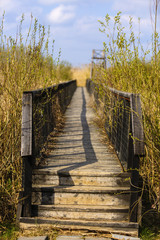 Wooden bridge or jetty near the sea shore surrounded by reed