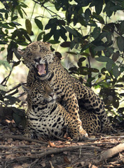 20151023 Onca pintadas fazem amor em Pantanal do norte.Foto de: Jan Fleischmann.Suécia