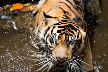 Sumatran Tiger Shaking Body